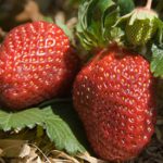 Strawberry Tart Strawberry Tart