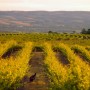 McLaren Vale vines Fleurieu Peninsula South Australia