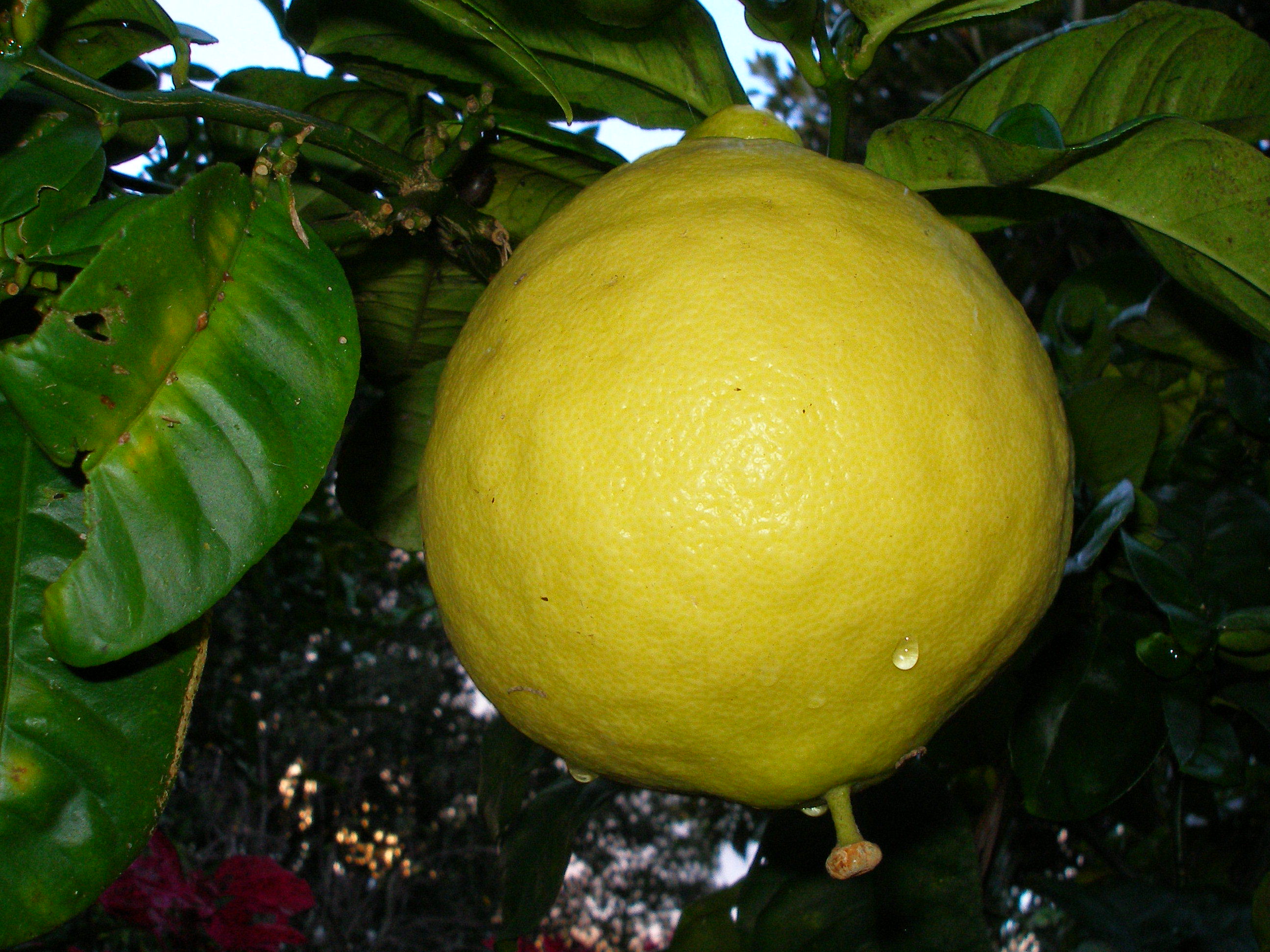 Lemon-licious