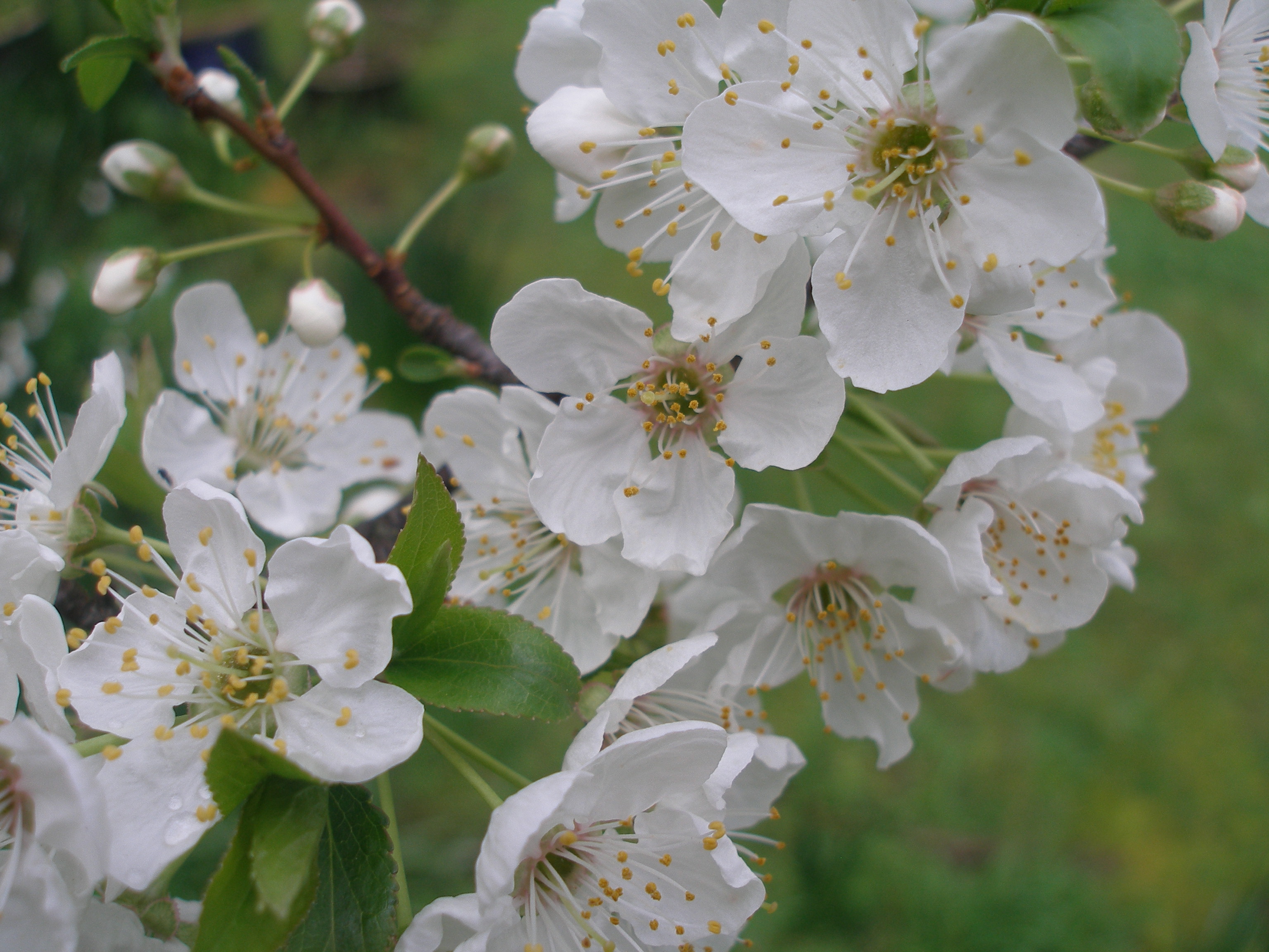 Budding Love: Spring at last!