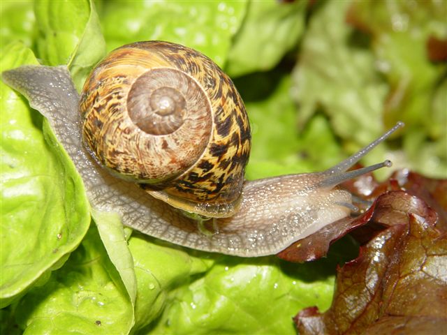 On The Snail Trail On The Snail Trail