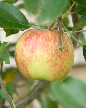 Apple and Banana Sponge Pudding