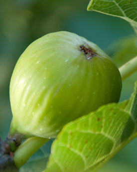 Waiheke and Figs