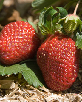 Strawberry Tart