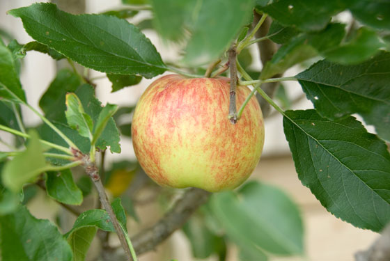 Apples and Autumn