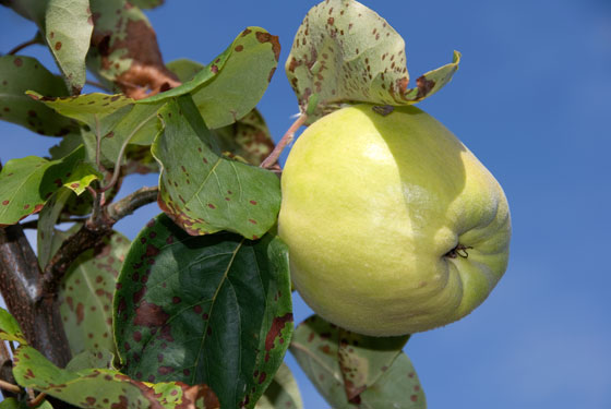 Quince Time Again