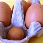 Micro-eggs and the winter garden