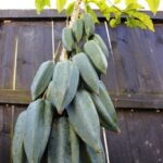 You say pawpaw, I say papaya...