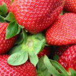 Strawberries Forever Strawberries Forever