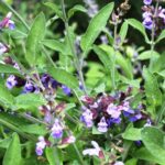 Herbal Summer
