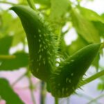 Growing and Eating Caigua