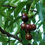 Capulin Cherries