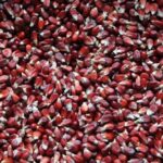 Home-Grown Popcorn