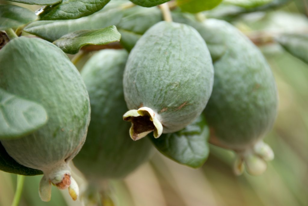 Feijoas_03