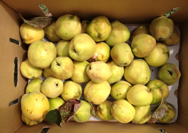 quince in a box