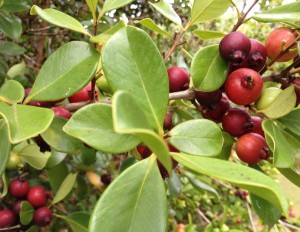 red guavas