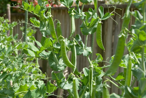Peas foodlovers