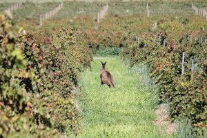 roo in vines (1 of 1)