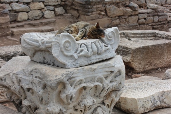 tabby cat ephesus