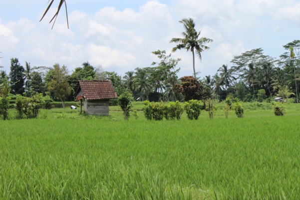 Bali rice paddies