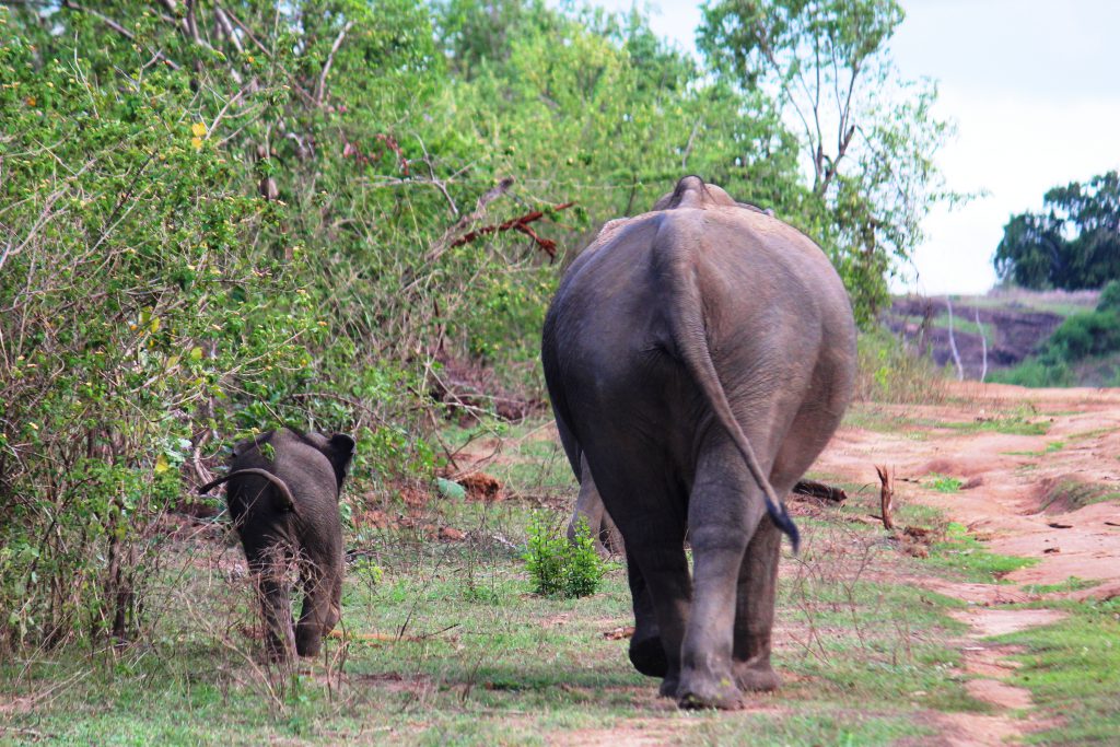 elephants udawalawe foodloversnz