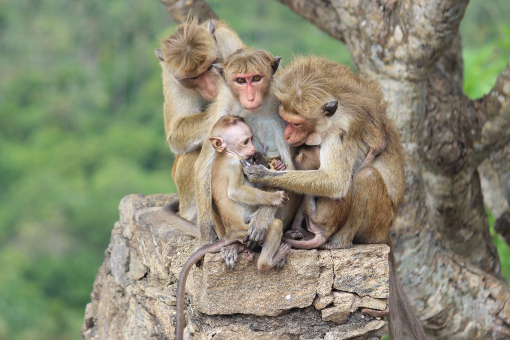 monkey family